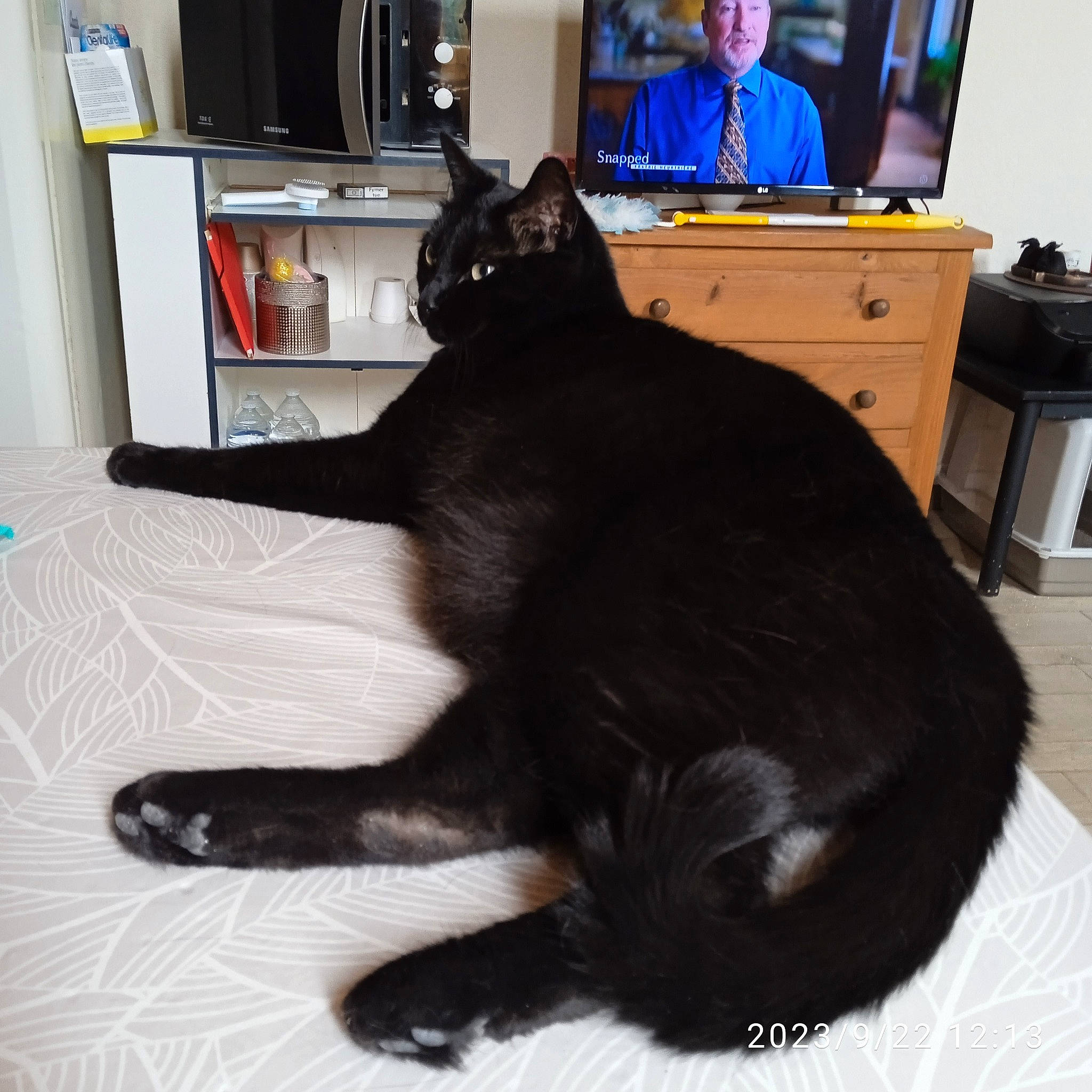 RÈglisse a rejoint le concours — aidez-le/la à gagner de superbes lots ! black_cat, bombay, cabinetry, carnivore, cat, comfort, desk, domestic_short_haired_cat, drawer, felidae, flooring, fur, gesture, home_appliance, houseplant, small_to_medium_sized_cats, table, tail, television, whiskers