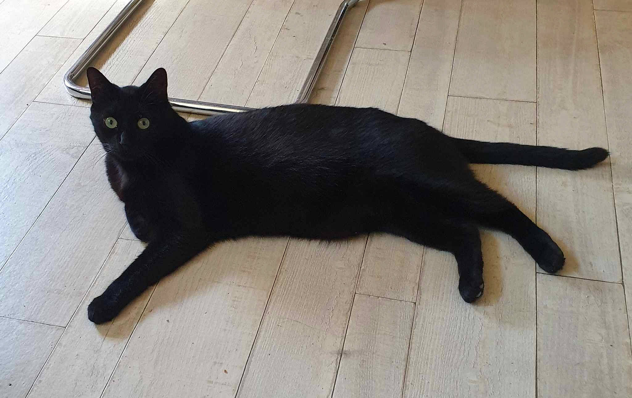 Réglisse a rejoint le concours — aidez-le/la à gagner de superbes lots ! black_cat, bombay, carnivore, cat, claw, domestic_short_haired_cat, eye, felidae, flooring, formal_wear, fur, hardwood, havana_brown, paw, shadow, small_to_medium_sized_cats, snout, tail, terrestrial_animal, whiskers