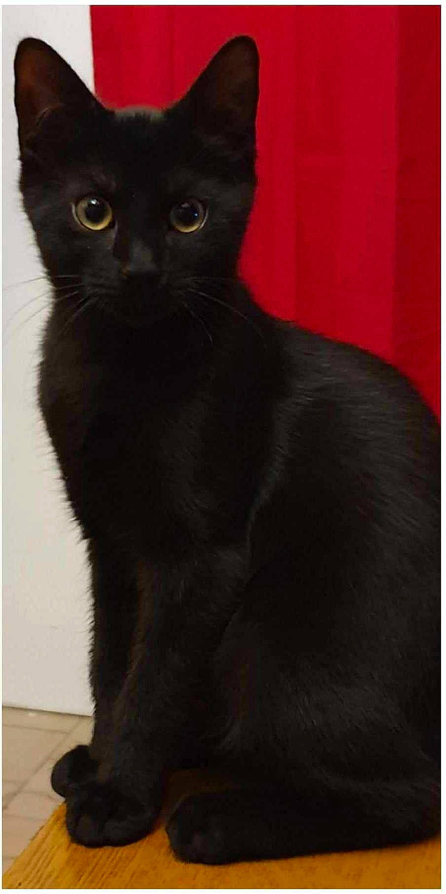 Réglisse a rejoint le concours — aidez-le/la à gagner de superbes lots ! carnivore, cat, domestic_short_haired_cat, felidae, fur, small_to_medium_sized_cats, terrestrial_animal, whiskers