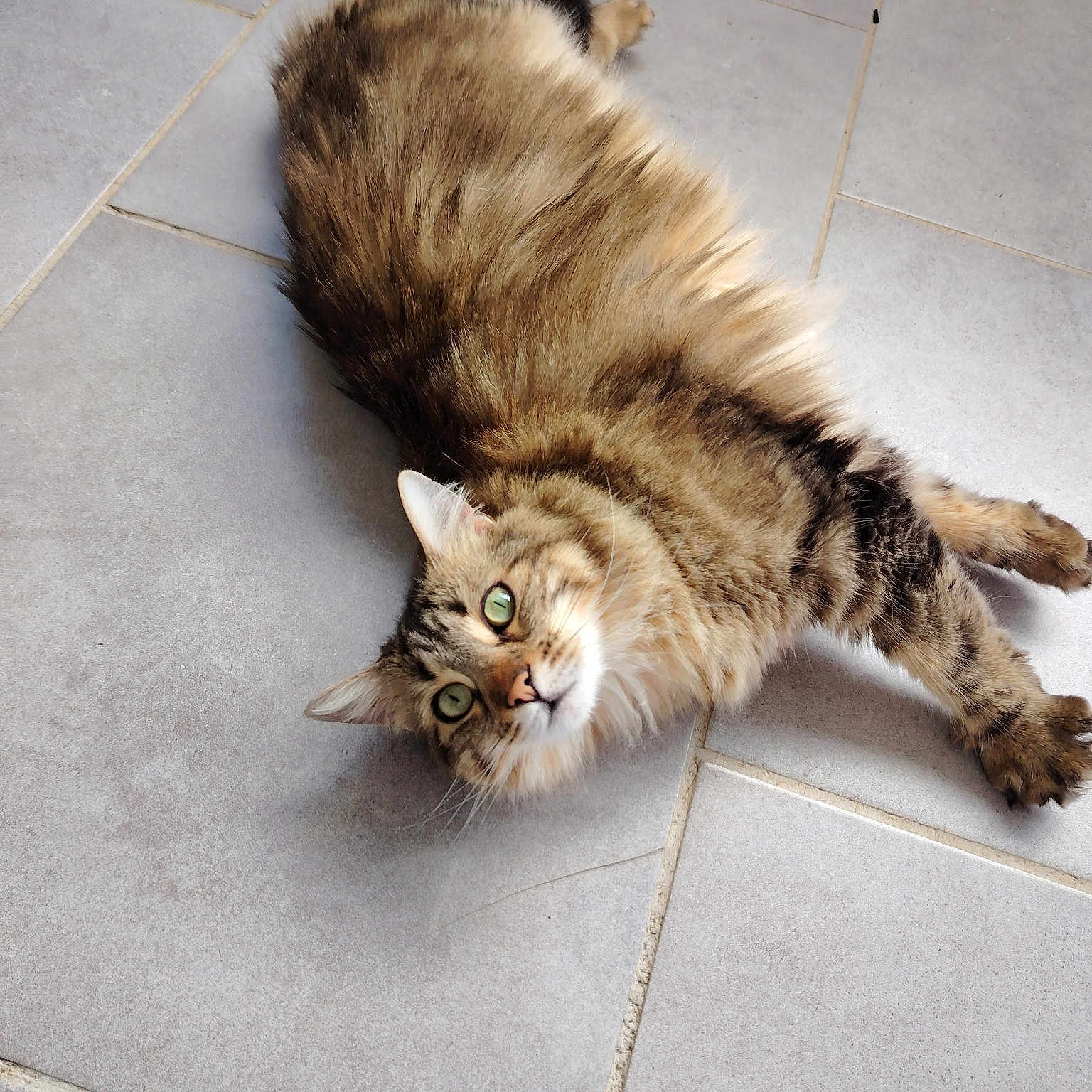Mogwai