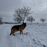 Jayz a rejoint le concours — aidez-le/la à gagner de superbes lots ! dog, german_shepherd, snow, winter, snowy_field, bare_tree, overcast_sky, rural_road, footprints, fence, outdoor, landscape, canine, fur, standing, cold, grass_peeking, cloudy, solitary_tree, tranquil