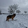 dog, german_shepherd, snow, winter, snowy_field, bare_tree, overcast_sky, rural_road, footprints, fence, outdoor, landscape, canine, fur, standing, cold, grass_peeking, cloudy, solitary_tree, tranquil