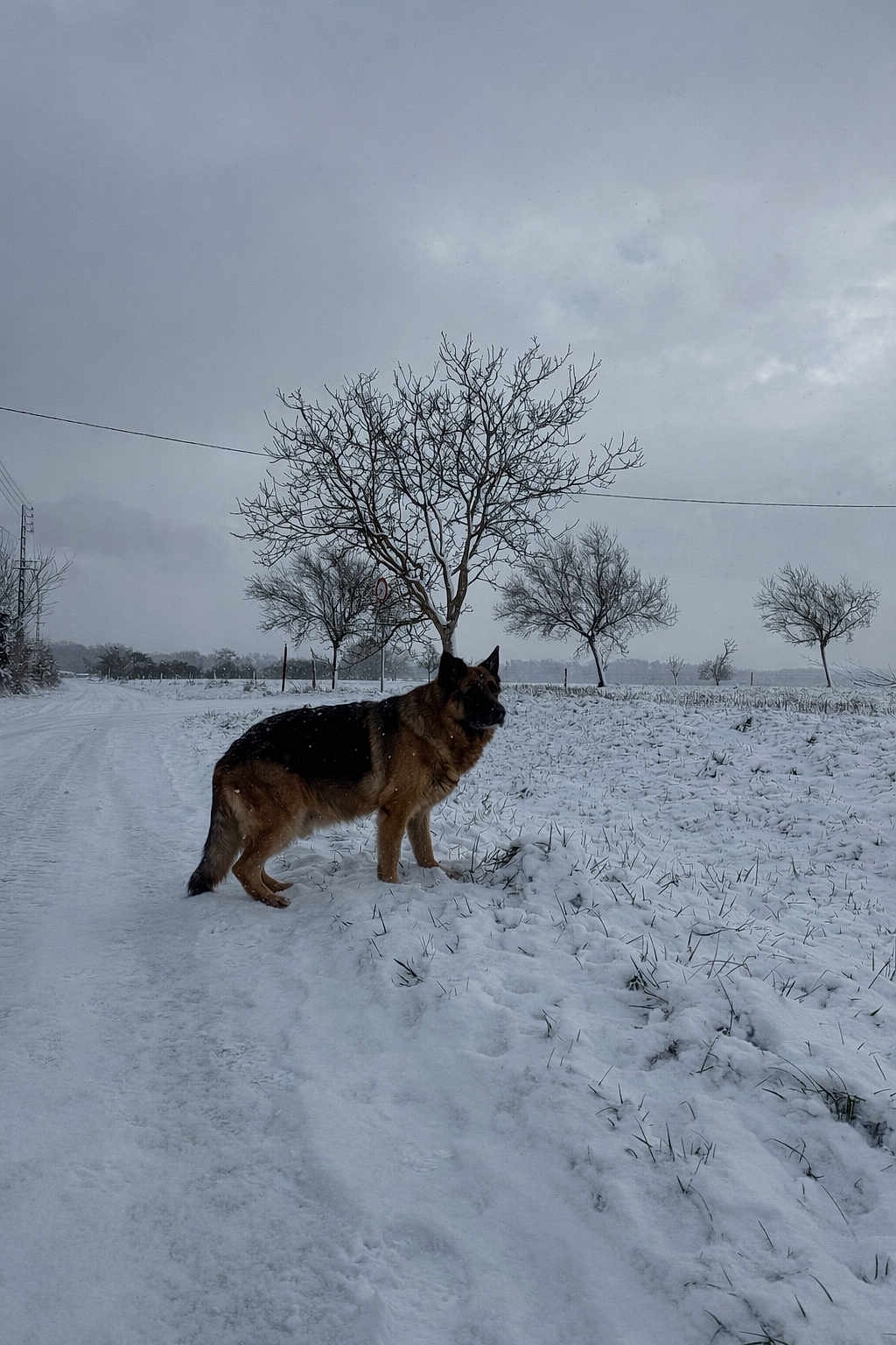 Jayz a rejoint le concours — aidez-le/la à gagner de superbes lots ! dog, german_shepherd, snow, winter, snowy_field, bare_tree, overcast_sky, rural_road, footprints, fence, outdoor, landscape, canine, fur, standing, cold, grass_peeking, cloudy, solitary_tree, tranquil