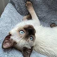 Mia participe au concours pour gagner de l'argent avec cette photo : cat, kitten, siamese, blue_eyes, whiskers, fur, ear, paw, blanket, cozy, close_up, portrait, pet, indoor, soft_texture, face, looking_up, curious, brown_mask, relaxed