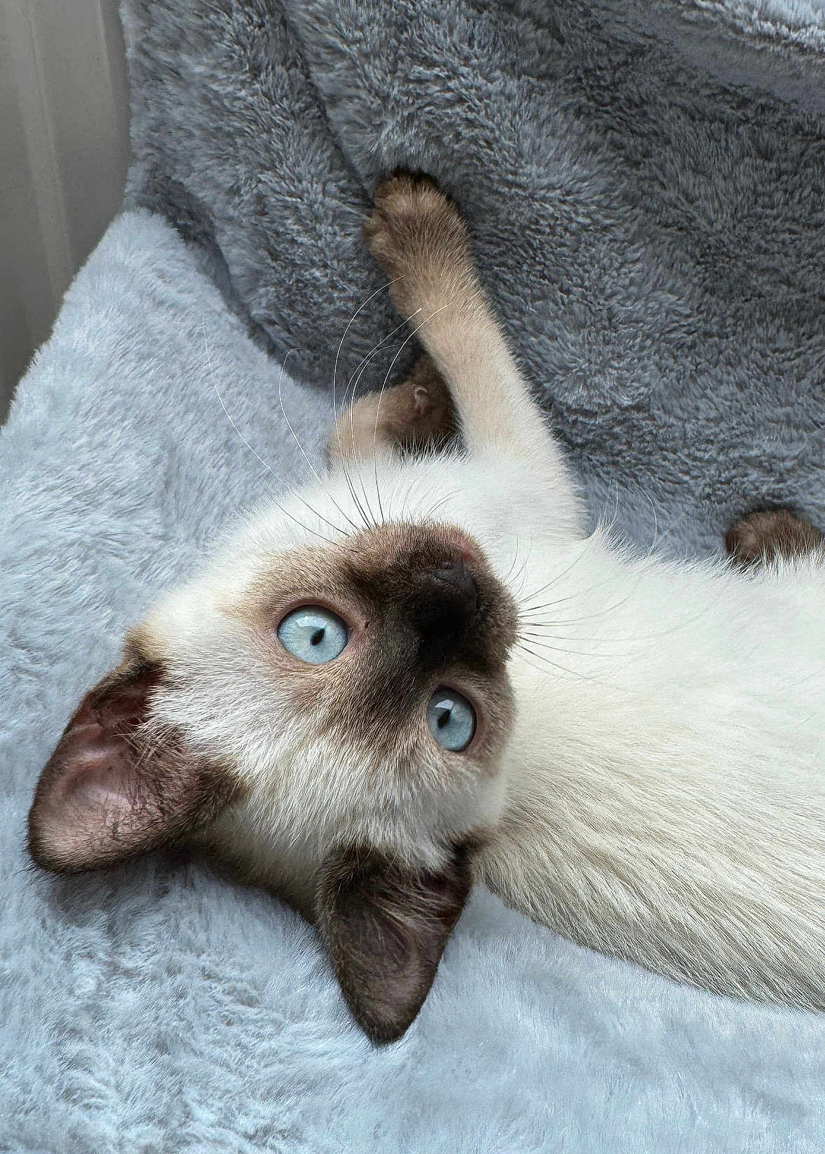 Mia participe au concours pour gagner de l'argent avec cette photo : cat, kitten, siamese, blue_eyes, whiskers, fur, ear, paw, blanket, cozy, close_up, portrait, pet, indoor, soft_texture, face, looking_up, curious, brown_mask, relaxed