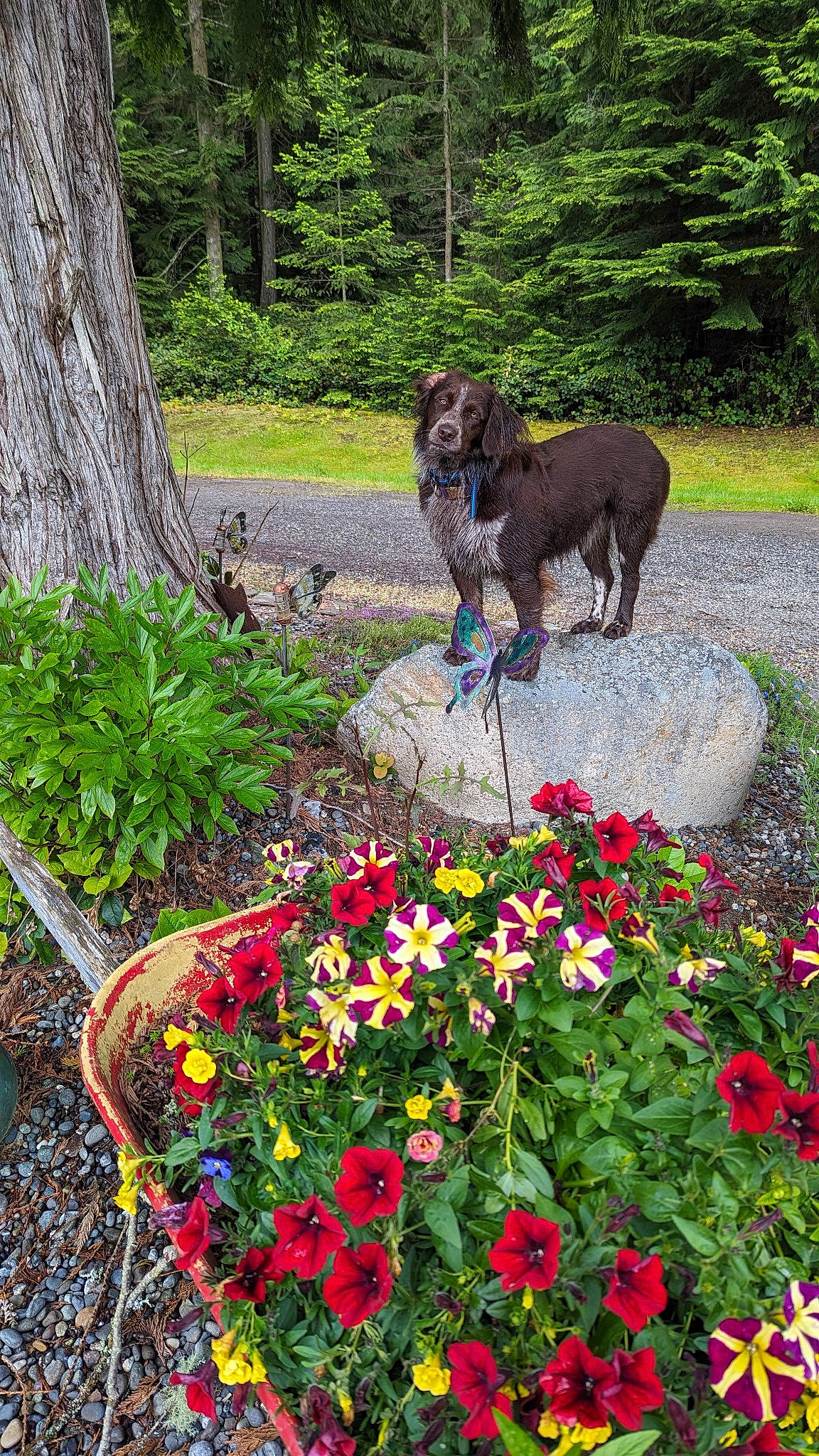 Roxie joined the competition — help win amazing prizes! annual_plant, botany, carnivore, dog, dog_breed, flower, flowering_plant, garden, grass, groundcover, herbaceous_plant, landscape, landscaping, petal, plant, shrub, sporting_group, terrestrial_plant, tree, working_animal