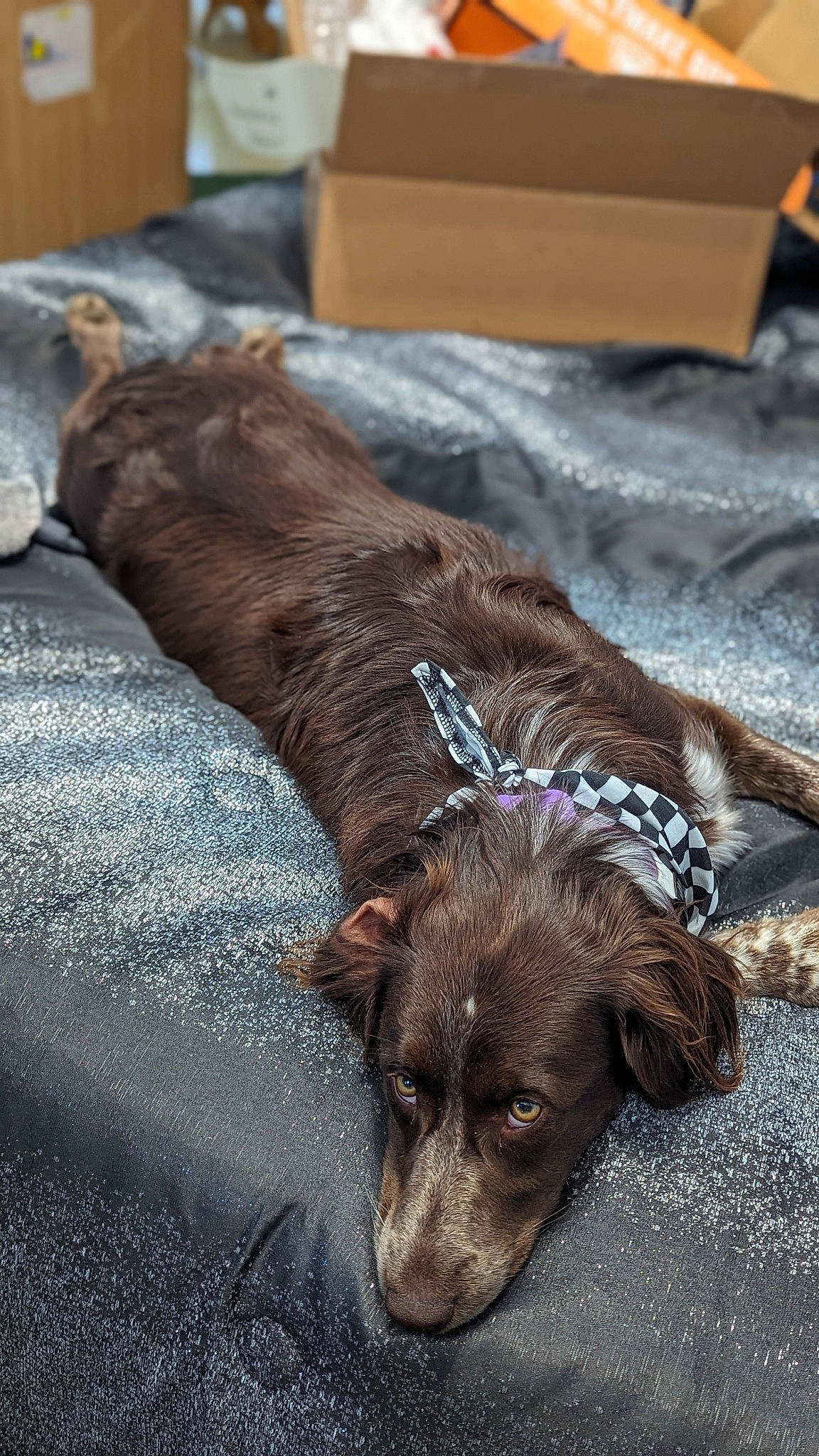 Roxie joined the competition — help win amazing prizes! brown, canidae, carnivore, comfort, companion_dog, dog, dog_breed, fawn, flooring, fur, linens, liver, rug, snout, sporting_group, terrestrial_animal, treeing_tennessee_brindle, whiskers, wood, working_animal