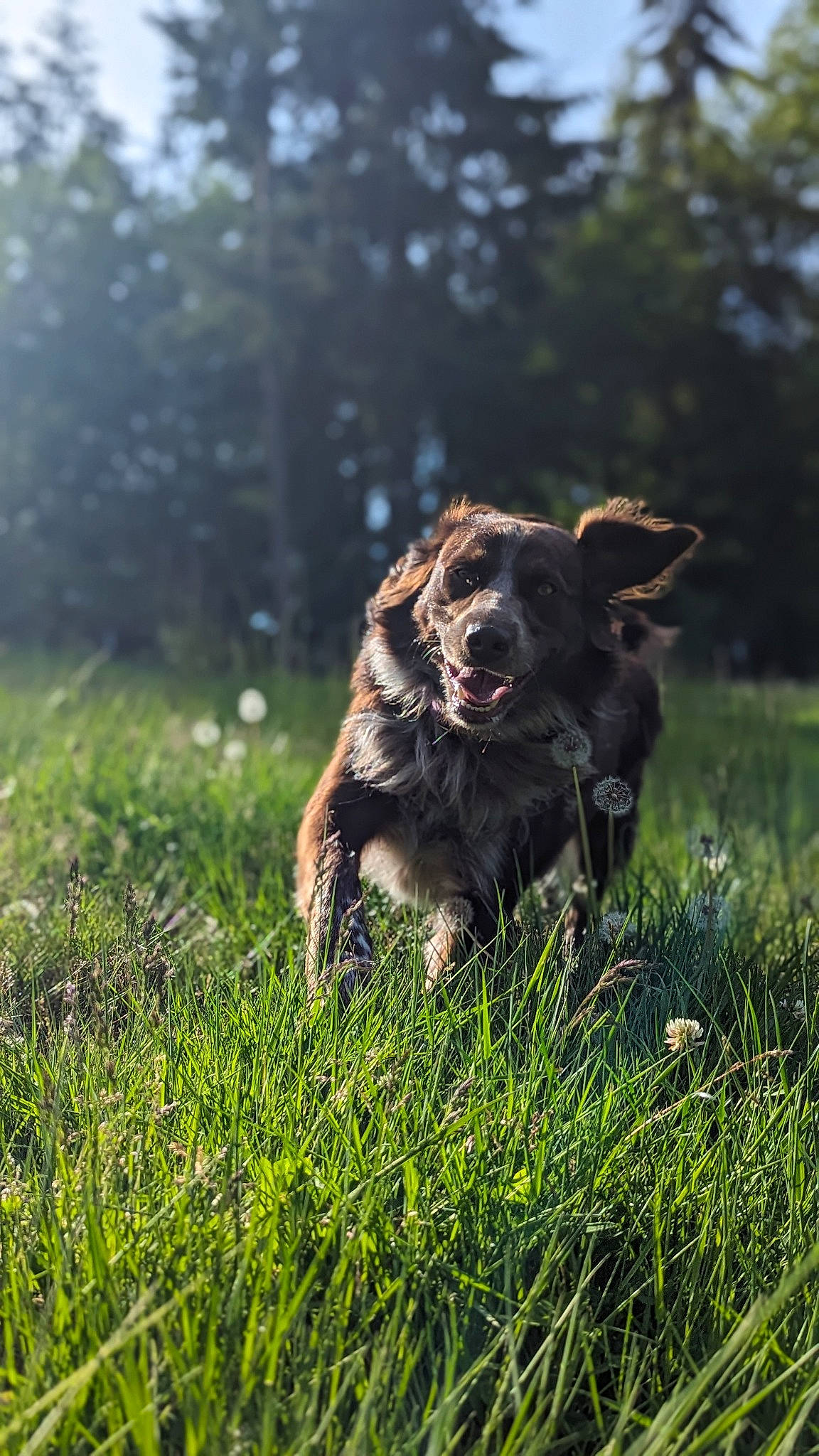 Roxie joined the competition — help win amazing prizes! canidae, carnivore, companion_dog, dog, dog_breed, grass, grassland, gun_dog, hunting_dog, liver, plant, retriever, sky, snout, spaniel, sporting_group, tail, terrestrial_animal, tree, working_dog