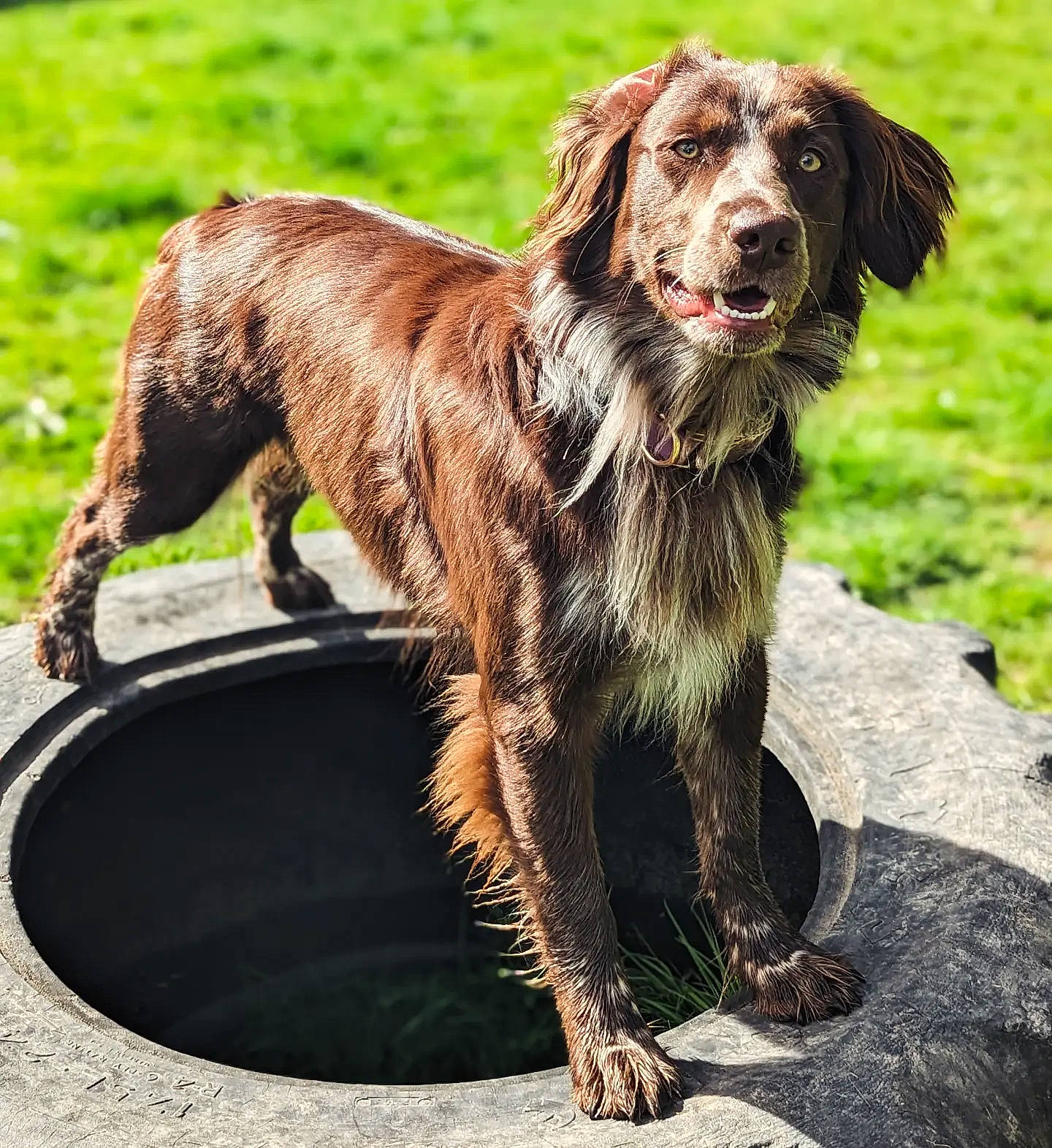 Roxie joined the competition — help win amazing prizes! canidae, carnivore, collar, companion_dog, dog, dog_breed, dog_collar, fur, grass, gun_dog, hunting_dog, liver, retriever, snout, spaniel, sporting_group, tail, terrestrial_animal, working_dog