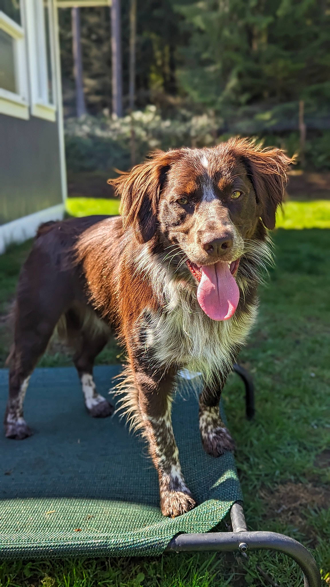 Roscoe joined the competition — help win amazing prizes! canidae, carnivore, companion_dog, dog, dog_breed, dog_collar, fang, fur, grass, leash, liver, plant, retriever, snout, spaniel, sporting_group, tree, walking, working_dog, yawn