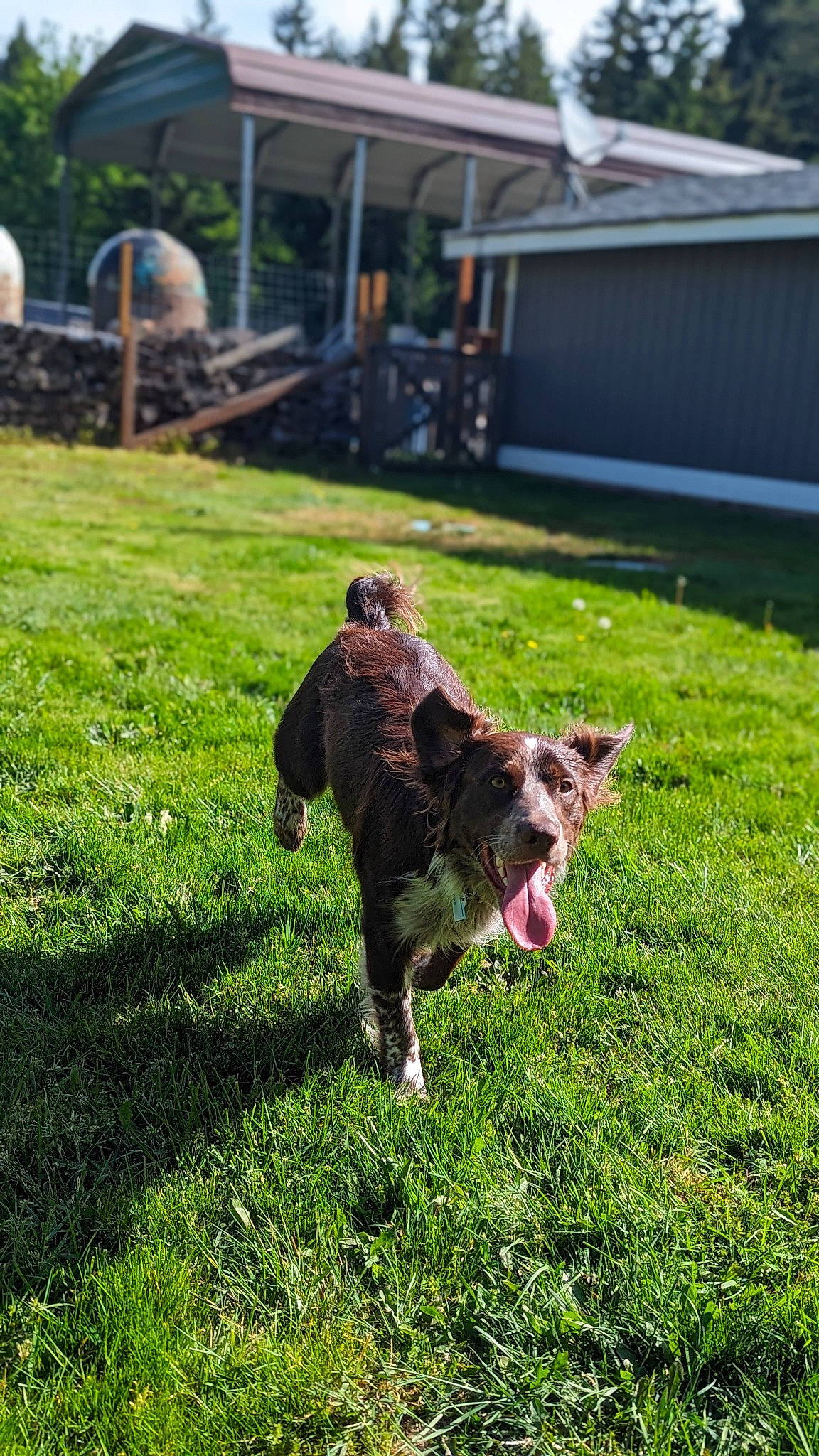 Roscoe is registered to the contest to win money with this photo: canidae, carnivore, companion_dog, dog, dog_breed, garden, grass, grassland, groundcover, hunting_dog, lawn, leash, pasture, plant, shadow, soil, sporting_group, tail, working_dog, yard