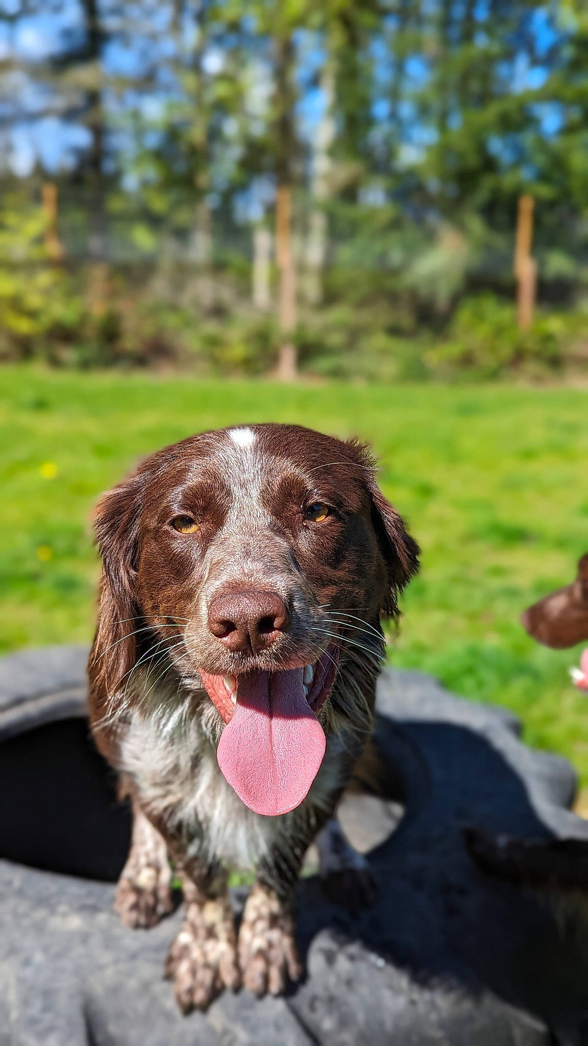 Roscoe is registered to the contest to win money with this photo: canidae, carnivore, cocker_spaniel, companion_dog, dog, dog_breed, dog_collar, fang, fur, grass, gun_dog, liver, plant, pointing_breed, pont_audemer_spaniel, retriever, spaniel, sporting_group, tree, working_animal