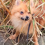 Minus participe au concours pour gagner de l'argent avec cette photo : adorable, animal, brown_fur, canine, close_up, curious, cute, dog, dry_grass, fluffy, grass, ground, leash, nature, outdoor, pet, playful, small_dog, winking, young_dog