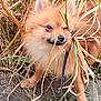 adorable, animal, brown_fur, canine, close_up, curious, cute, dog, dry_grass, fluffy, grass, ground, leash, nature, outdoor, pet, playful, small_dog, winking, young_dog