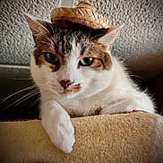 Salem is registered to the contest to win money with this photo: cat, hat, sombrero, pet, animal, feline, green_eyes, whiskers, fur, indoors, cat_tree, perched, closeup, cute, mammal, domestic_animal, posing, looking, resting, headwear