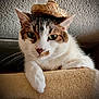cat, hat, sombrero, pet, animal, feline, green_eyes, whiskers, fur, indoors, cat_tree, perched, closeup, cute, mammal, domestic_animal, posing, looking, resting, headwear
