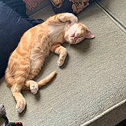 Scout is registered to the contest to win money with this photo: cat, orange_cat, sleeping, pet, animal, sofa, couch, indoors, living_room, relaxed, lying_down, upside_down, paws, whiskers, tabby, orange_and_white, toy_mouse, cushions, teddy_bears, cozy