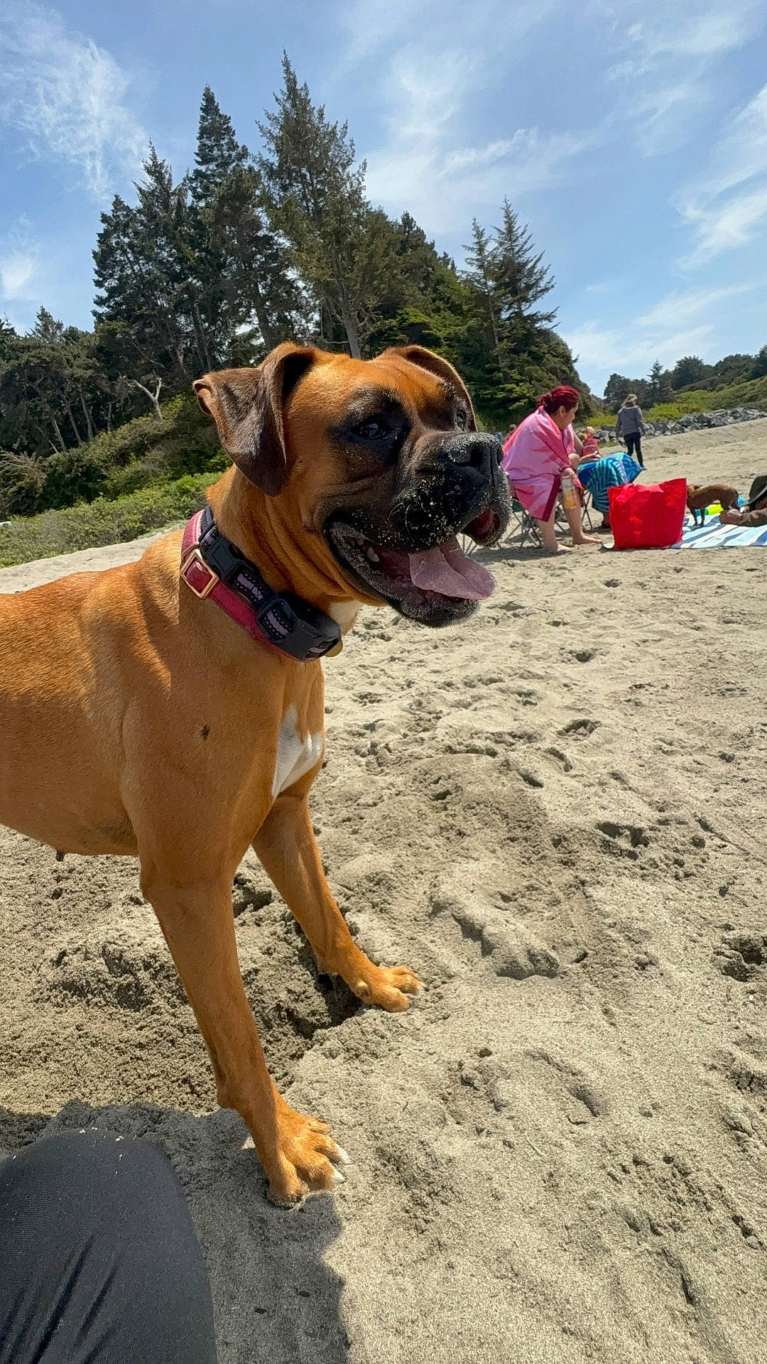 animal, beach, blanket, boxer, canine, chair, collar, daytime, dog, happy, nature, outdoor, people, pet, relaxing, sand, sky, sunny, tongue_out, trees