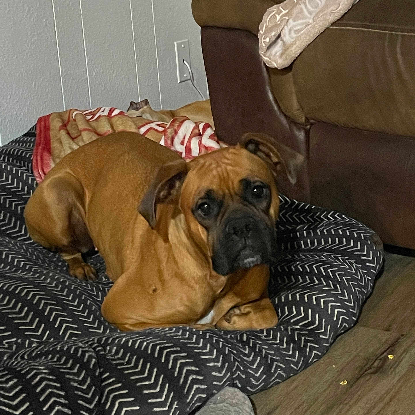 Moxhii Maroney is registered to the contest to win money with this photo: animal, blanket, brown_dog, cat, companion, couch, cozy, dog, domestic_animal, floor, furniture, indoor, living_room, mammal, patterned_mat, pet, relaxed, resting, sleeping_cat, wood_floor
