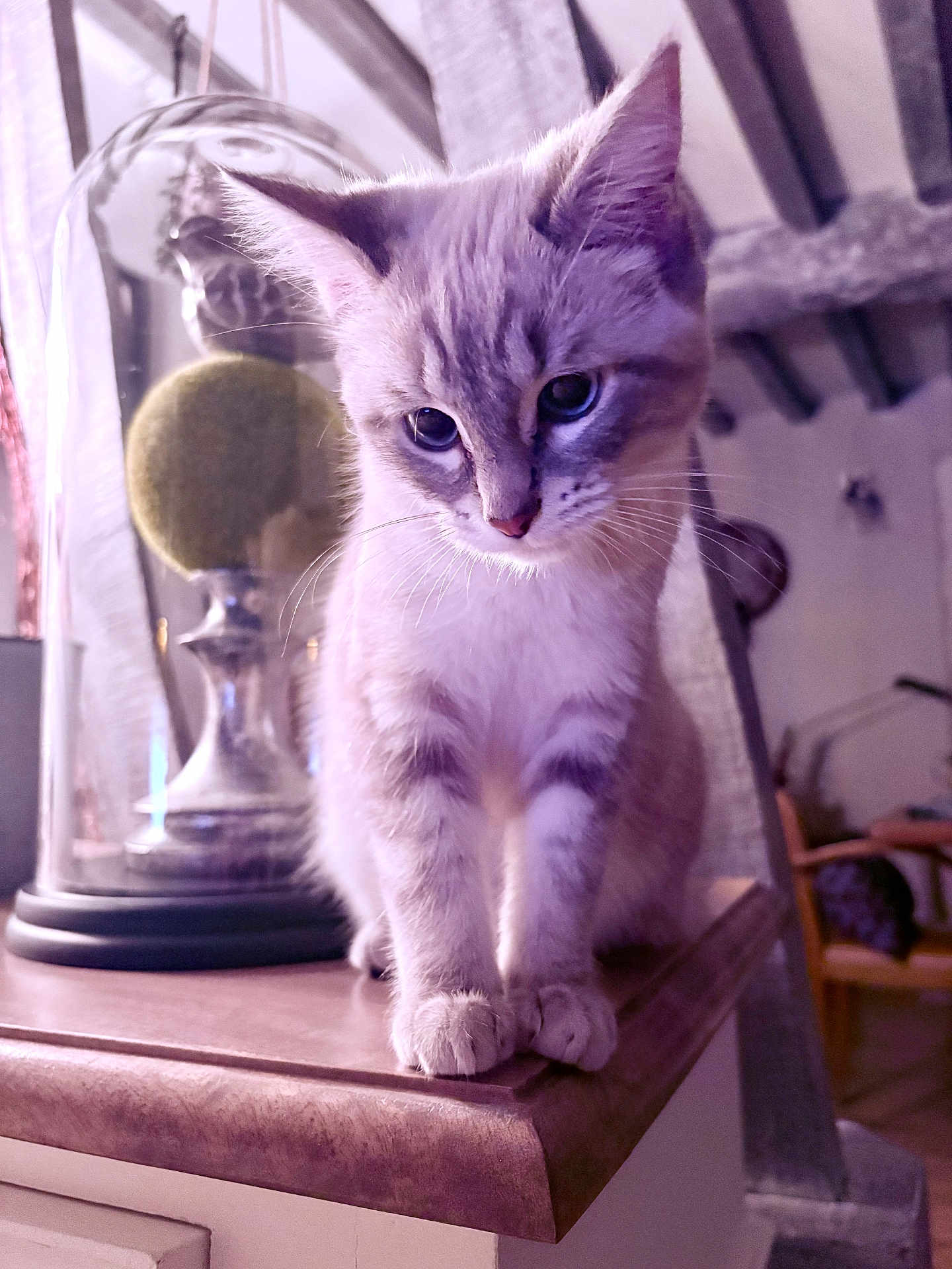 Buffy a rejoint le concours — aidez-le/la à gagner de superbes lots ! animal, blue_eyes, cat, close_up, curious, decor, ears, feline, fur, glass_dome, home_interior, indoor, kitten, pet, purple_light, sitting, soft_light, table, whiskers, wooden_surface