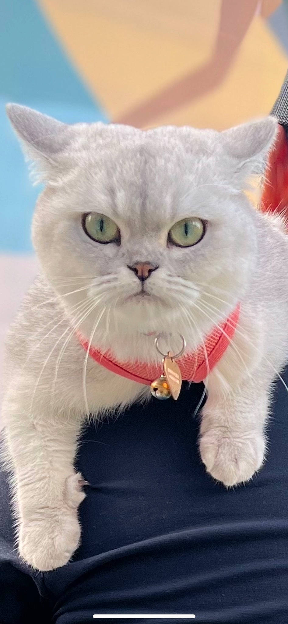 Whiskey is registered to the contest to win money with this photo: carnivore, cat, cat_supply, domestic_short_haired_cat, fang, felidae, fur, paw, photo_caption, small_to_medium_sized_cats, snout, tail, whiskers