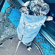 Dior joined the competition — help win amazing prizes! dog, brindle, sweater, leash, manhole_cover, pavement, blue_paint, outdoor, pet, canine, looking_up, close_up, walking, street, winter_clothing, cute, animal, companion, adventure, curious