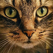 Moon a rejoint le concours — aidez-le/la à gagner de superbes lots ! cat, close_up, face, green_eyes, whiskers, portrait, feline, animal, fur, dramatic_lighting, vintage_style, text_overlay, candlestick, brown, muzzle, nose, tabby, indoor, focused, intense_gaze