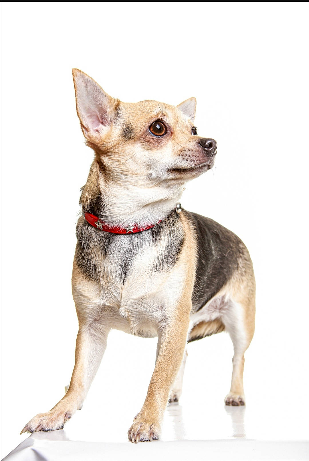 Tokyo a rejoint le concours — aidez-le/la à gagner de superbes lots ! beige, brown, canidae, carnivore, chihuahua, collar, companion_dog, dog, dog_breed, dog_clothes, dog_collar, dog_supply, fawn, leash, liver, mammal, pet_supply, snout, sporting_group, working_animal