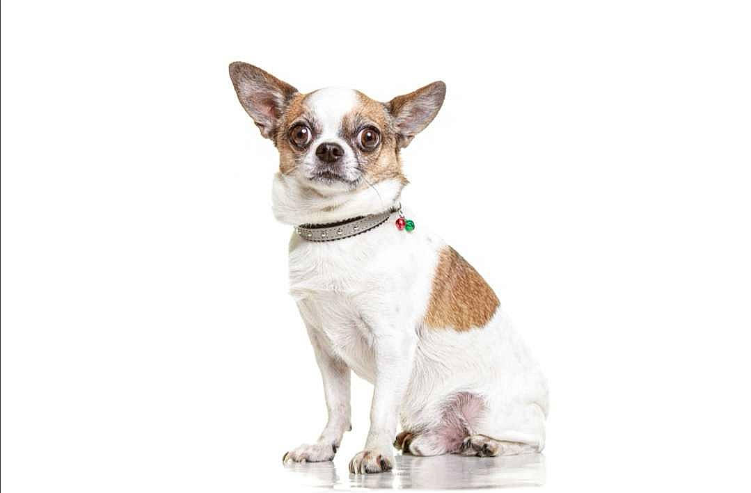 Guizmo a rejoint le concours — aidez-le/la à gagner de superbes lots ! canidae, carnivore, chihuahua, collar, dog, dog_breed, fawn, liver, non_sporting_group, snout, tail, toy_dog, working_animal