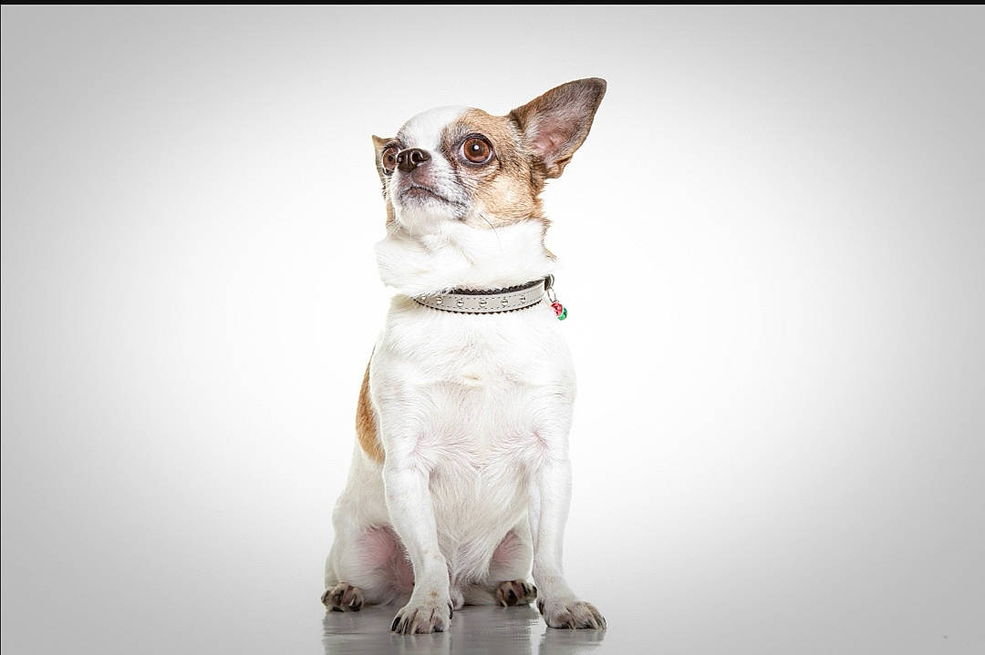 Guizmo participe au concours pour gagner de l'argent avec cette photo : brown, canidae, carnivore, collar, companion_dog, dog, dog_breed, dog_collar, fawn, foot, leash, liver, non_sporting_group, snout, terrestrial_animal, tongue, toy_dog, vertebrate, whiskers, working_animal