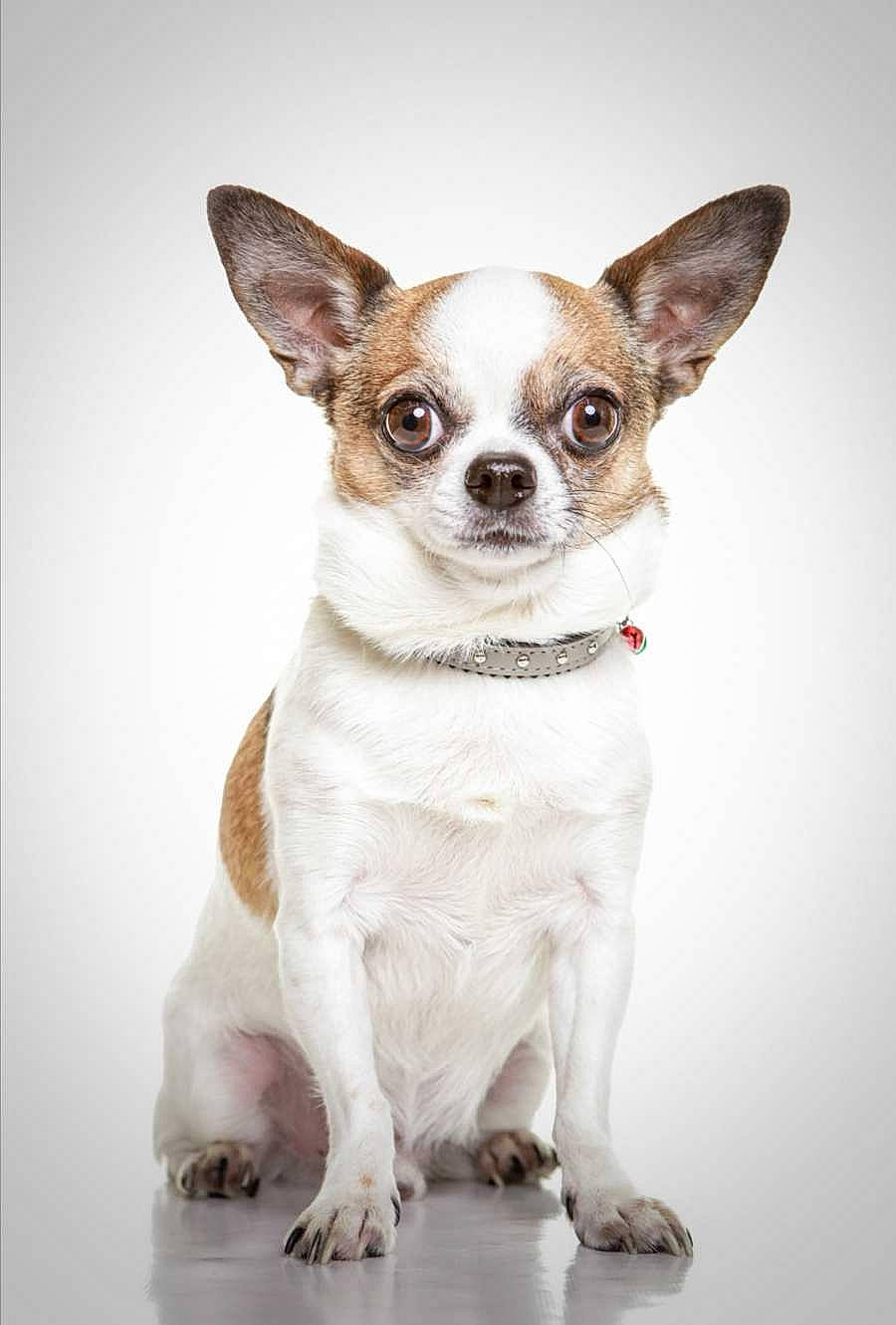 Guizmo participe au concours pour gagner de l'argent avec cette photo : beige, brown, canidae, carnivore, chihuahua, collar, dog, dog_breed, fawn, foot, liver, neck, non_sporting_group, skin, snout, toy_dog, vertebrate, whiskers, white, working_animal