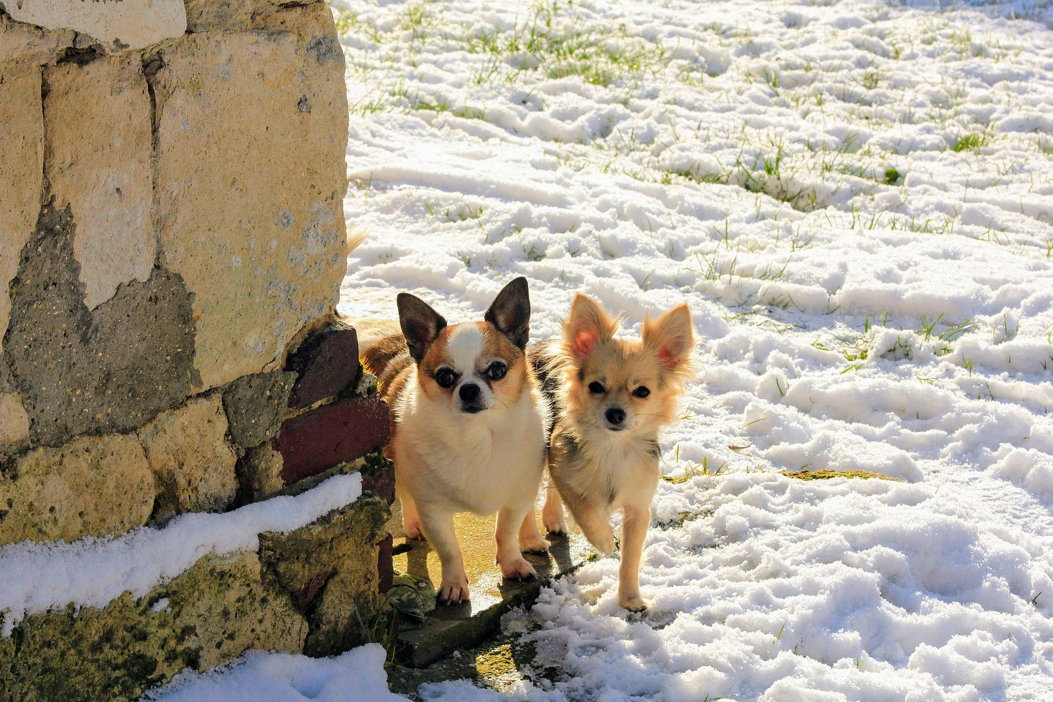 Prada a rejoint le concours — aidez-le/la à gagner de superbes lots ! ancient_dog_breeds, canidae, carnivore, companion_dog, dog, dog_breed, dog_hiking, fawn, freezing, herding_dog, non_sporting_group, rock, snout, snow, sporting_group, tail, tree, wildlife, winter, working_dog