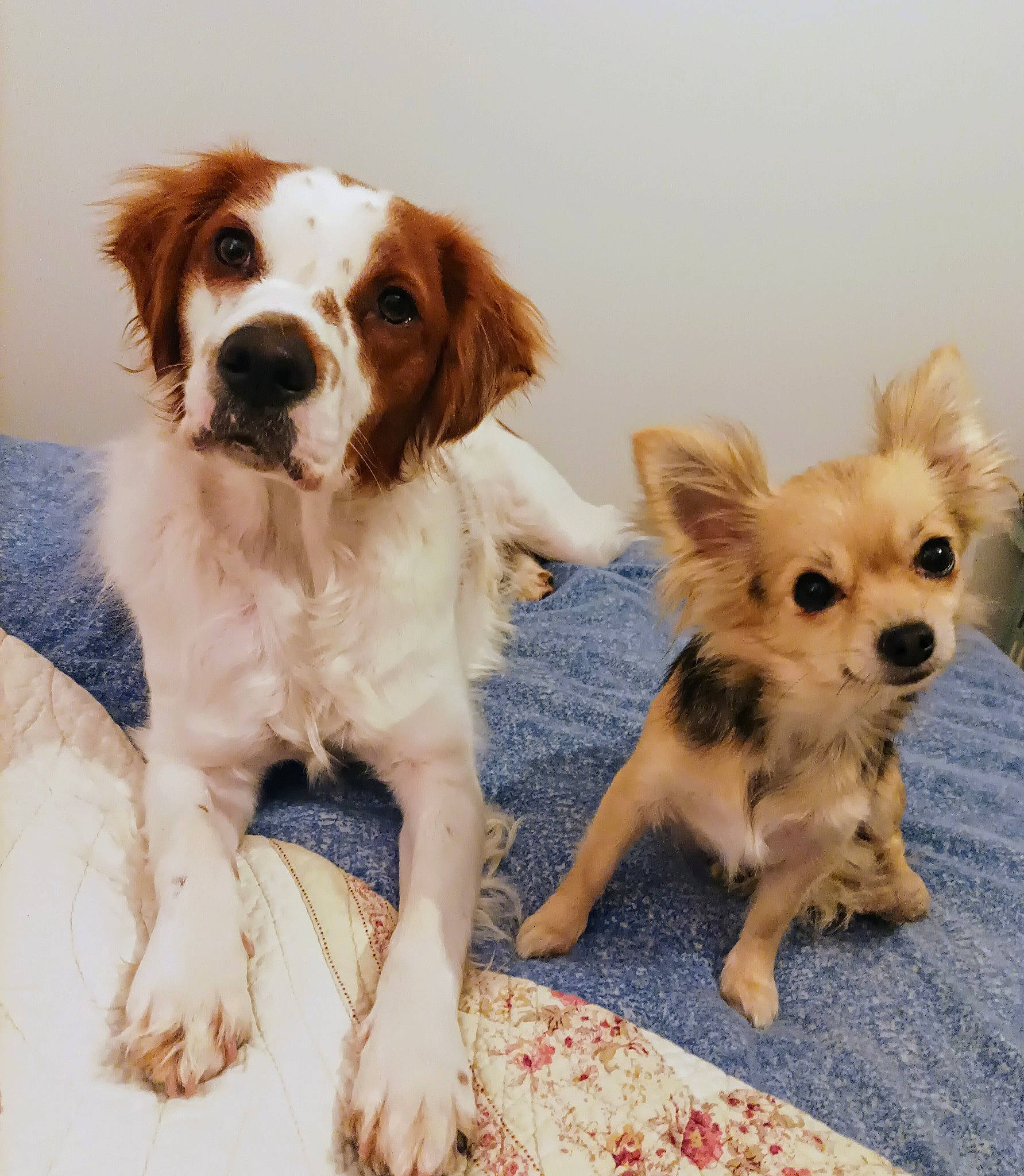 Prada participe au concours pour gagner de l'argent avec cette photo : brittany, canidae, carnivore, chihuahua, companion_dog, corgi_chihuahua, dog, dog_breed, dog_supply, fawn, fur, gun_dog, liver, puppy, russkiy_toy, small_terrier, snout, sporting_group, toy_dog, working_animal