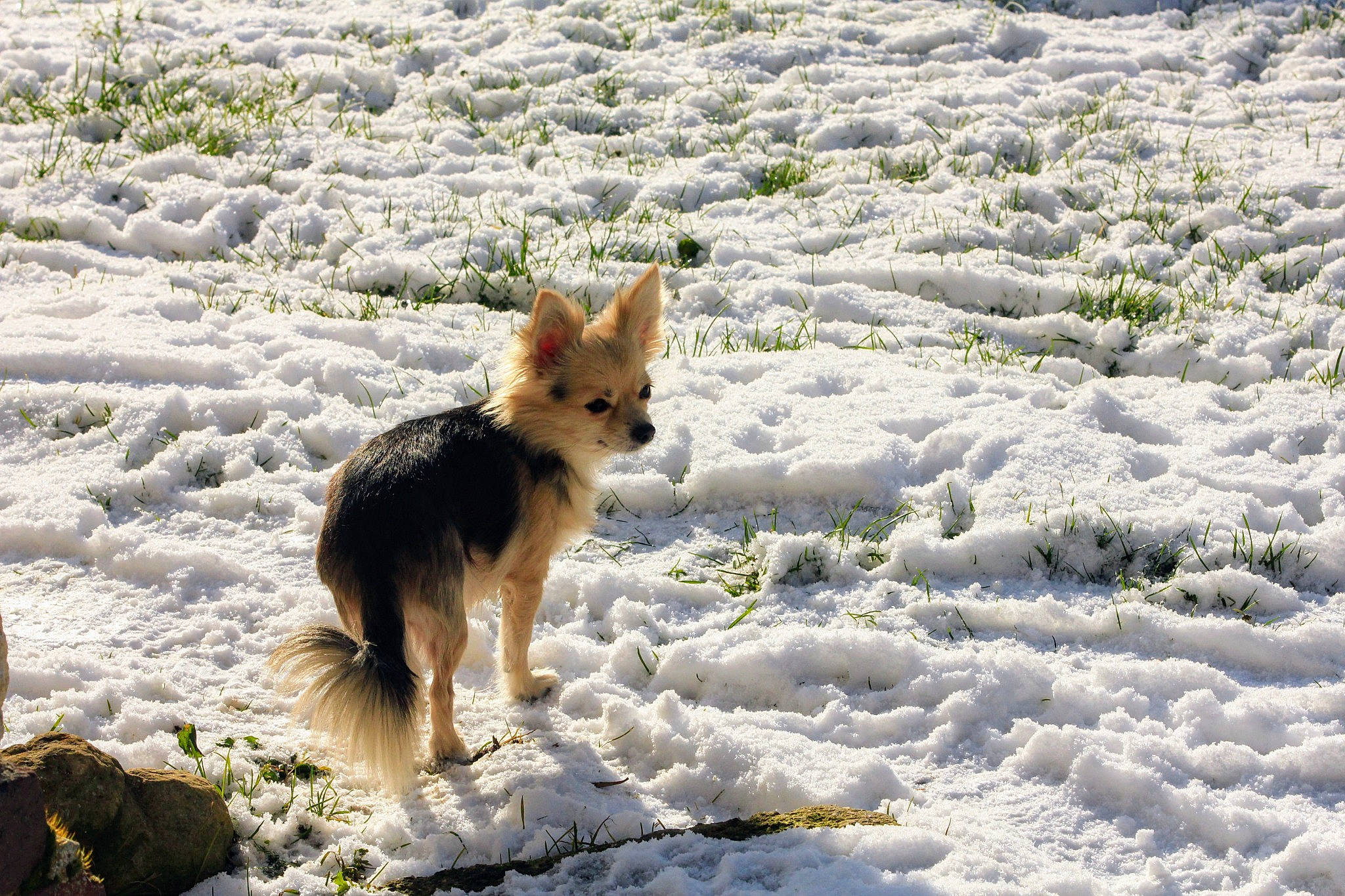 Prada a rejoint le concours — aidez-le/la à gagner de superbes lots ! canidae, canis, carnivore, companion_dog, dog, dog_breed, dog_supply, fawn, fox, freezing, herding_dog, portuguese_podengo, red_fox, snow, spitz, sporting_group, tail, wildlife, winter, working_dog