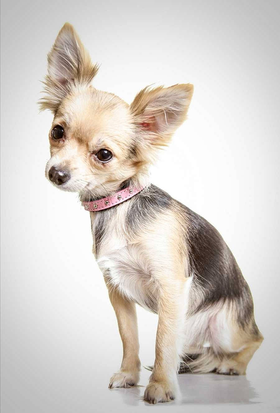 Prada a rejoint le concours — aidez-le/la à gagner de superbes lots ! beige, blond, canidae, carnivore, chihuahua, collar, companion_dog, dog, dog_breed, dog_supply, fawn, foot, leash, liver, mammal, non_sporting_group, pet_supply, snout, toy_dog, working_animal