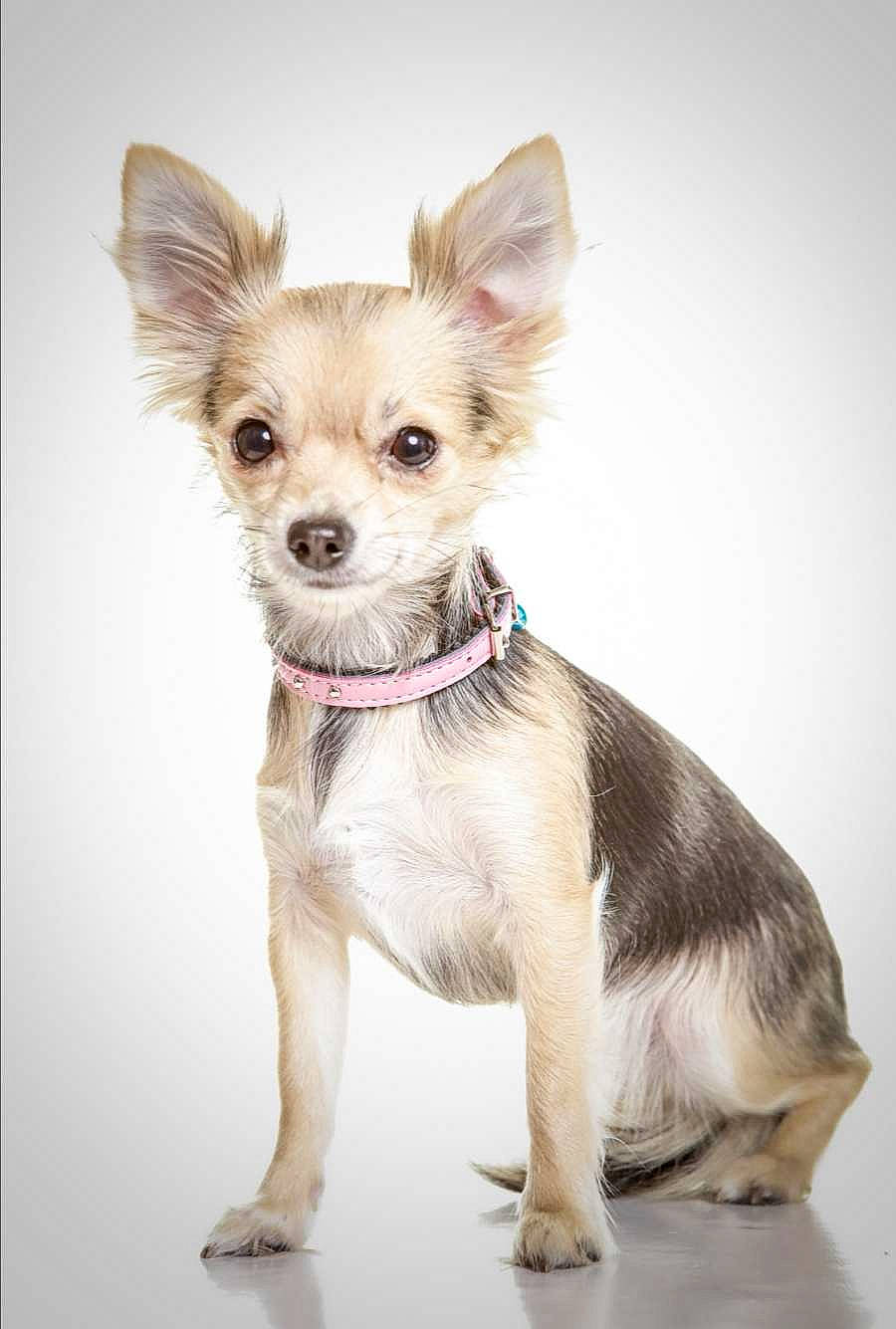 Prada a rejoint le concours — aidez-le/la à gagner de superbes lots ! beige, blond, canidae, carnivore, chihuahua, collar, companion_dog, dog, dog_breed, dog_clothes, dog_supply, fawn, floor, fur, liver, pet_supply, pink, snout, toy_dog, working_animal