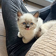 Olaf a rejoint le concours — aidez-le/la à gagner de superbes lots ! kitten, cat, blue_eyes, fur, whiskers, person, lap, sitting, jeans, sweater, window, floor, indoor, cute, pet, animal, closeup, young, cozy, soft