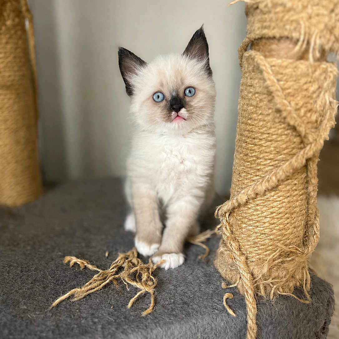 Olaf participe au concours pour gagner de l'argent avec cette photo : kitten, cat, blue_eyes, fluffy, sisal_rope, cat_tree, gray_carpet, indoor, pet, cute, small, young, feline, playful, curious, whiskers, pointed_ears, scratching_post, close_up, adorable