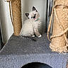 Olaf participe au concours pour gagner de l'argent avec cette photo : kitten, cat, blue_eyes, feline, pet, indoor, cat_tree, scratching_post, gray, curious, cute, fluffy, small, animal, domestic, sitting, head_tilt, fur, playful, young