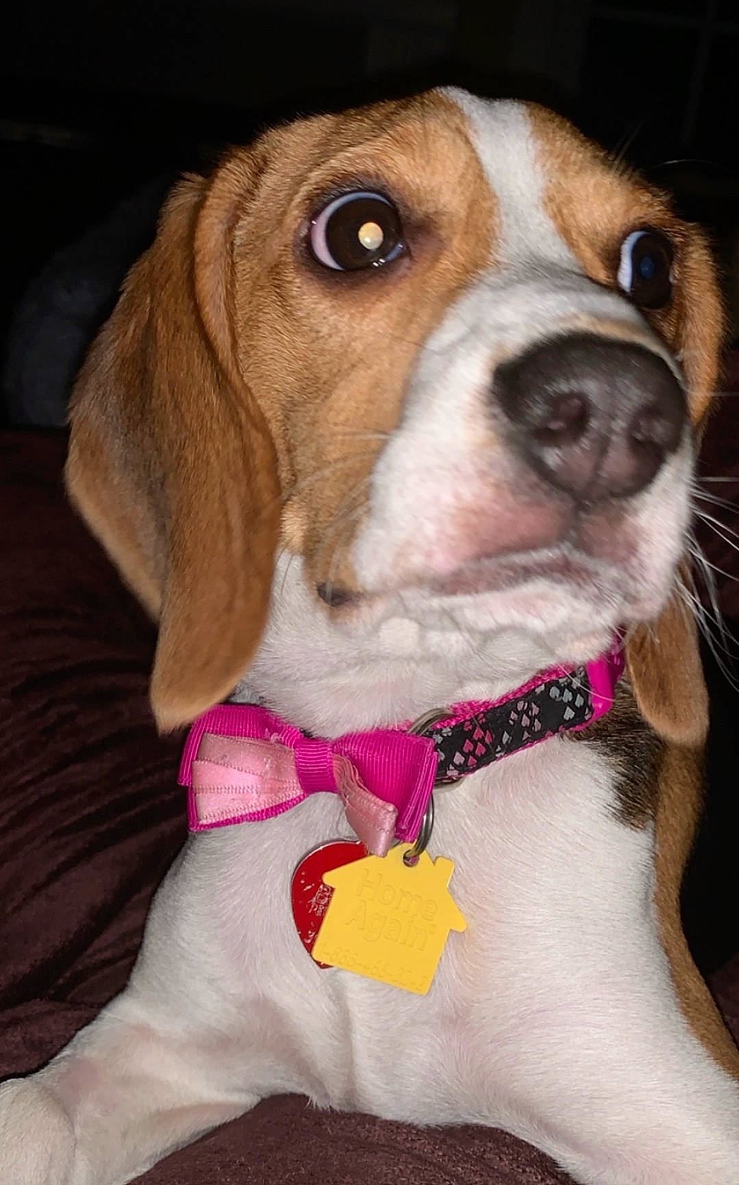 P-nut is registered to the contest to win money with this photo: beaglier, canidae, carnivore, collar, companion_dog, dog, dog_breed, dog_collar, dog_supply, fashion_accessory, fawn, formal_wear, fur, leash, liver, pet_supply, snout, sporting_group, whiskers, working_animal