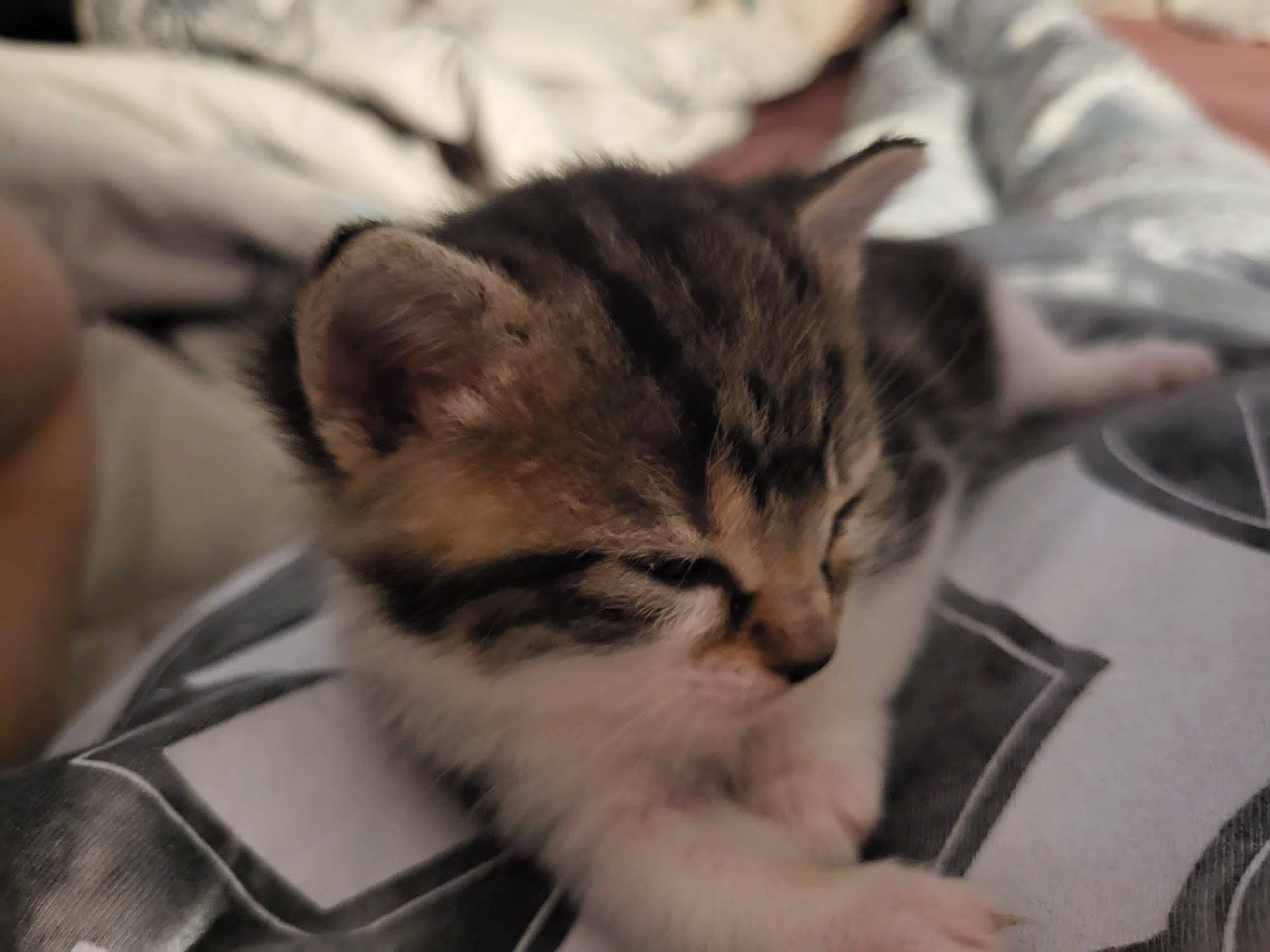 Bay joined the competition — help win amazing prizes! carnivore, cat, claw, comfort, domestic_short_haired_cat, ear, felidae, fur, nap, paw, sleep, small_to_medium_sized_cats, snout, whiskers, window