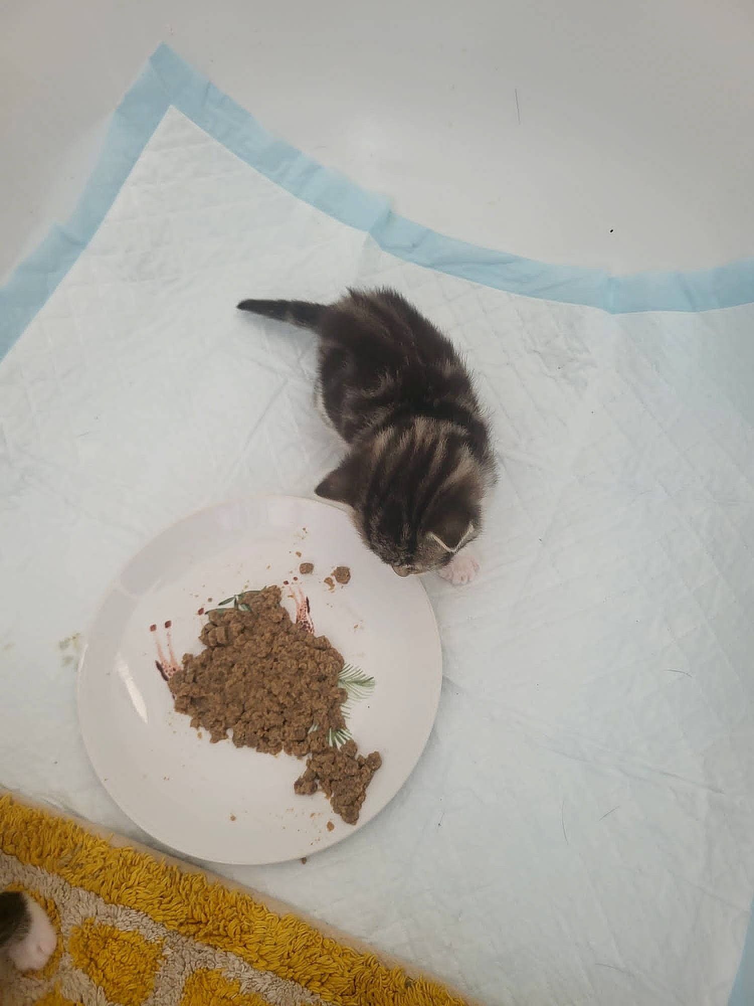 Bay is registered to the contest to win money with this photo: animal_feed, chemical_compound, comfort_food, dish, dishware, feather, flooring, fur, ingredient, mixture, recipe, serveware, small_animal_food, soil, stain, tail