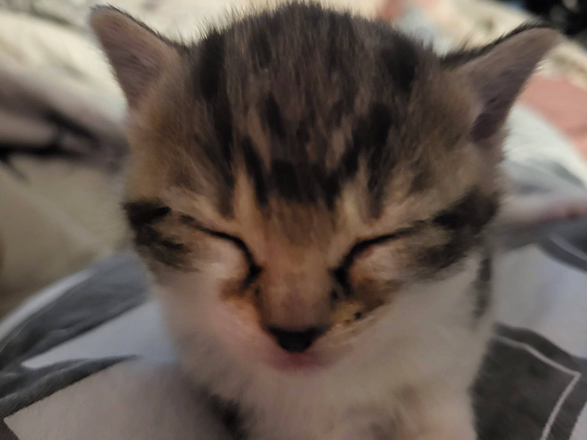 Bay joined the competition — help win amazing prizes! carnivore, cat, domestic_short_haired_cat, felidae, fur, paw, plant, small_to_medium_sized_cats, snout, whiskers, window