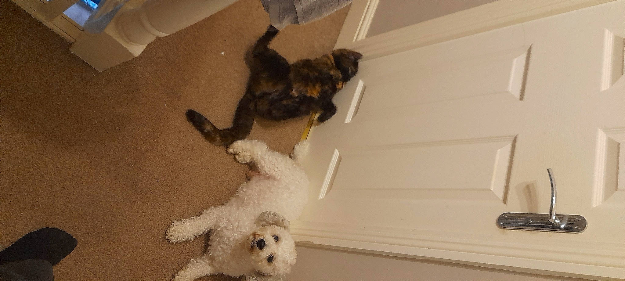 Olive is registered to the contest to win money with this photo: canidae, carnivore, comfort, companion_dog, couch, dog, dog_breed, fawn, flooring, fur, hardwood, labradoodle, poodle, poodle_crossbreed, small_terrier, sporting_group, tail, terrier, toy_dog, working_animal