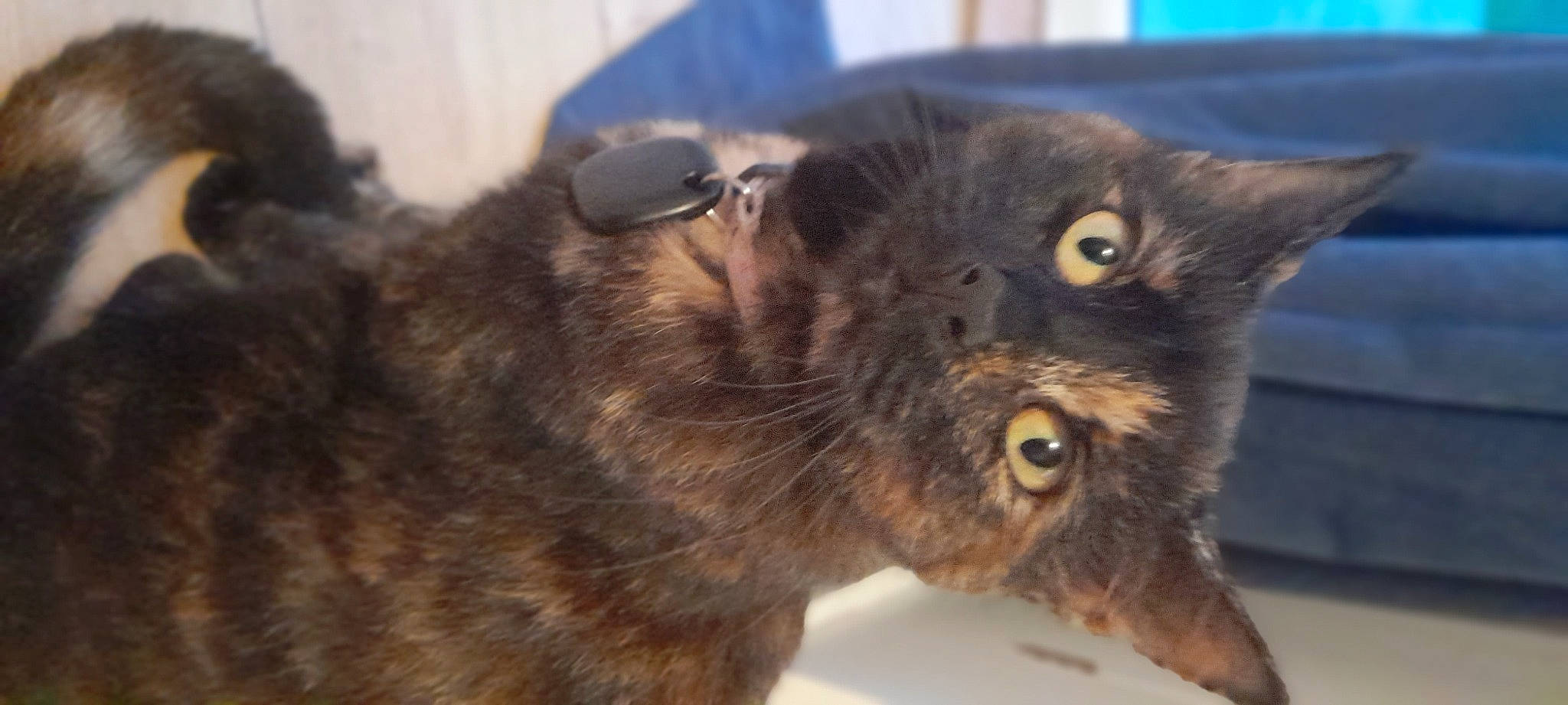 Olive is registered to the contest to win money with this photo: black_cat, bombay, carnivore, cat, claw, close_up, domestic_short_haired_cat, felidae, fur, havana_brown, liver, paw, small_to_medium_sized_cats, snout, terrestrial_animal, whiskers, wildlife