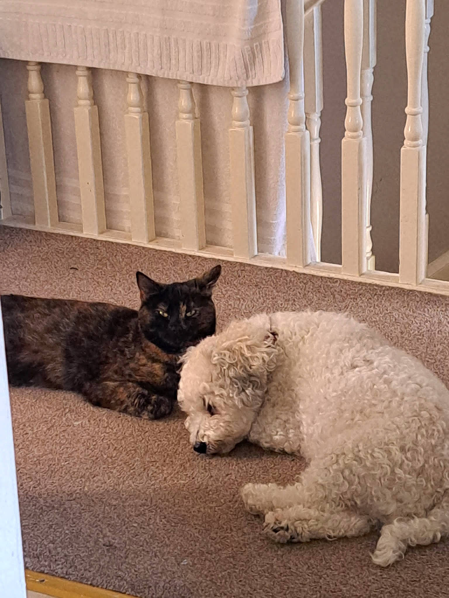 Olive joined the competition — help win amazing prizes! art, big_cats, canidae, carnivore, cat, fawn, felidae, fur, grey, monochrome_photography, polar_bear, small_to_medium_sized_cats, snout, tail, terrestrial_animal, tints_and_shades, toy, wall, whiskers, wood