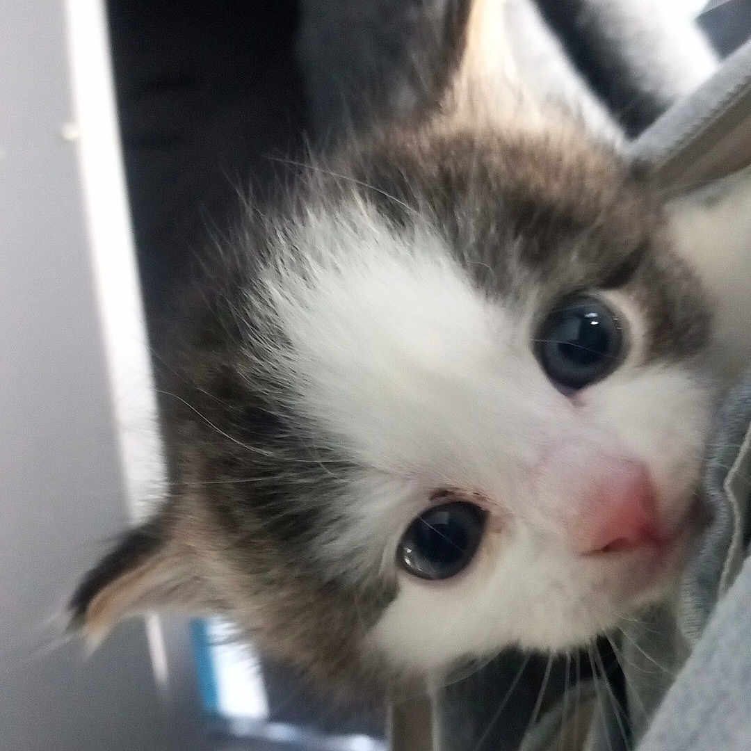 Magneto joined the competition — help win amazing prizes! animal, cat, close_up, cozy, curious, cute, domestic, eyes, fabric, face, fur, indoor, kitten, mammal, nose, pet, small, soft, whiskers, young