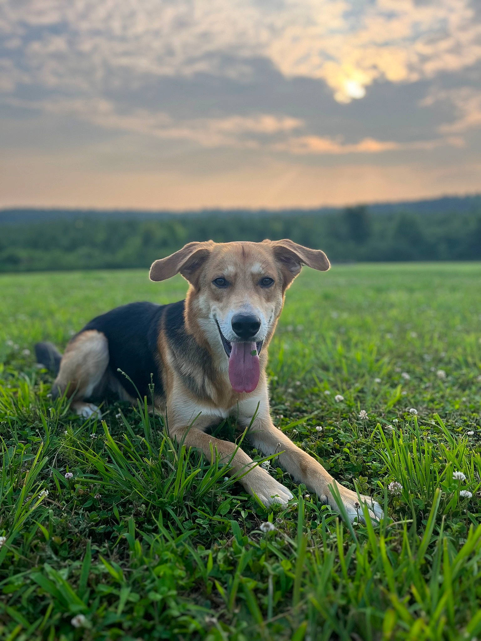 Brutus joined the competition — help win amazing prizes! carnivore, cloud, collar, companion_dog, dog, dog_breed, fawn, grass, grassland, happy, horizon, landscape, meadow, pasture, plant, prairie, sky, snout, sporting_group, tail