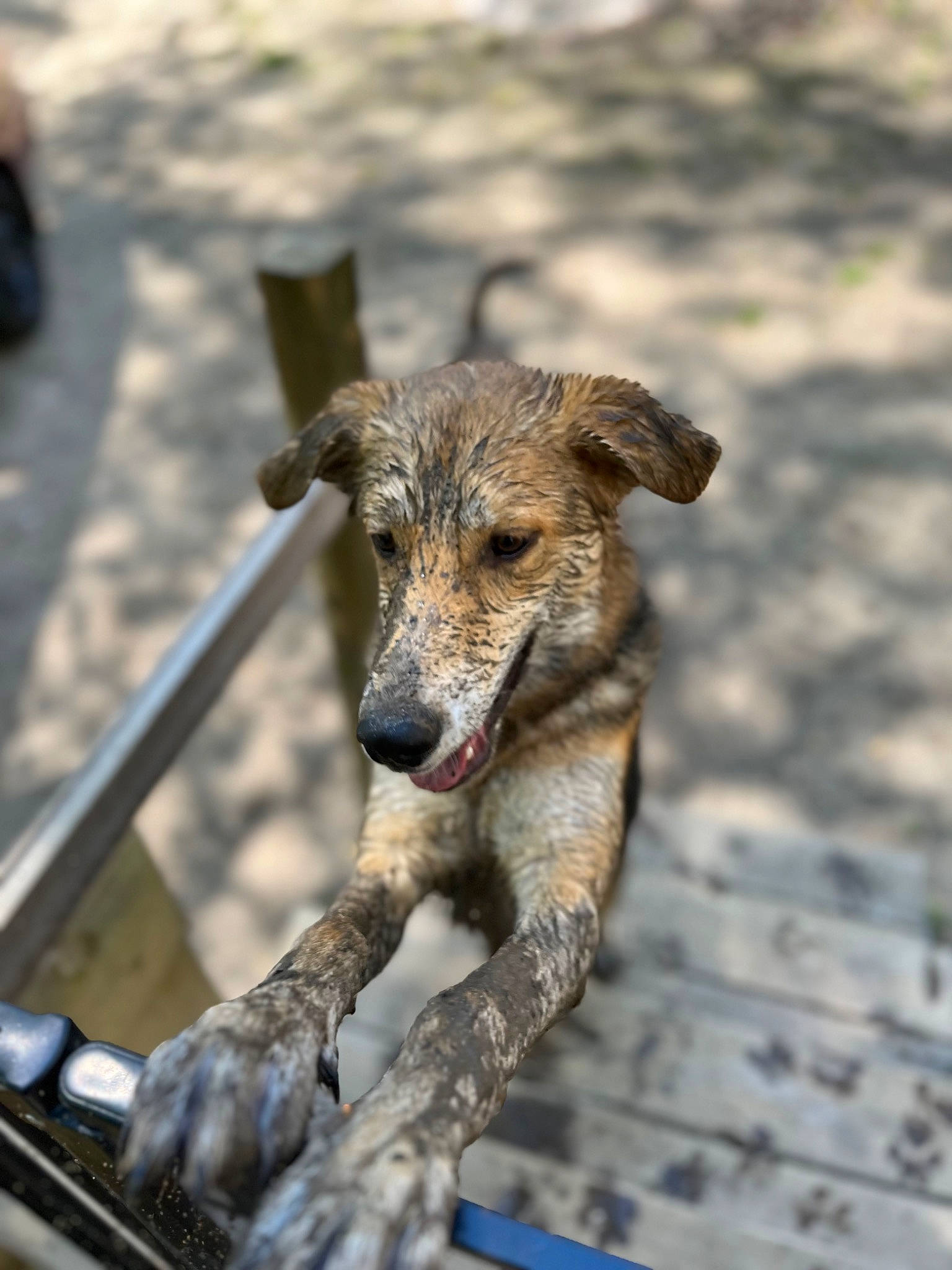 Brutus is registered to the contest to win money with this photo: canidae, carnivore, collar, companion_dog, dog, dog_breed, hunting_dog, snout, sporting_group, tail, terrestrial_animal, wildlife, working_animal, working_dog, working_terrier