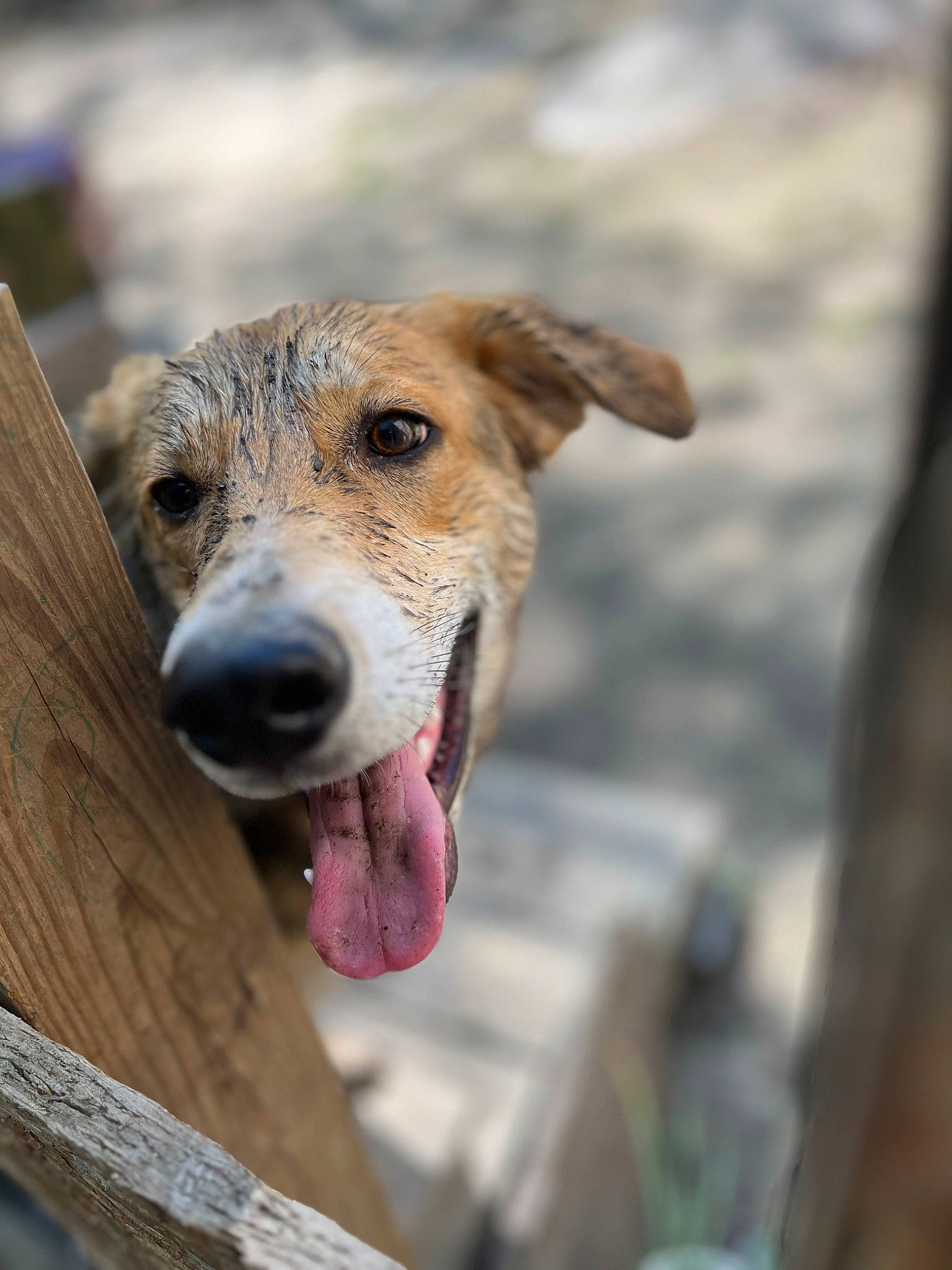 Brutus is registered to the contest to win money with this photo: canidae, carnivore, collar, companion_dog, dog, dog_breed, fawn, fence, fur, leash, pet_supply, snout, sporting_group, street_dog, whiskers, wood, working_animal, working_dog, working_terrier